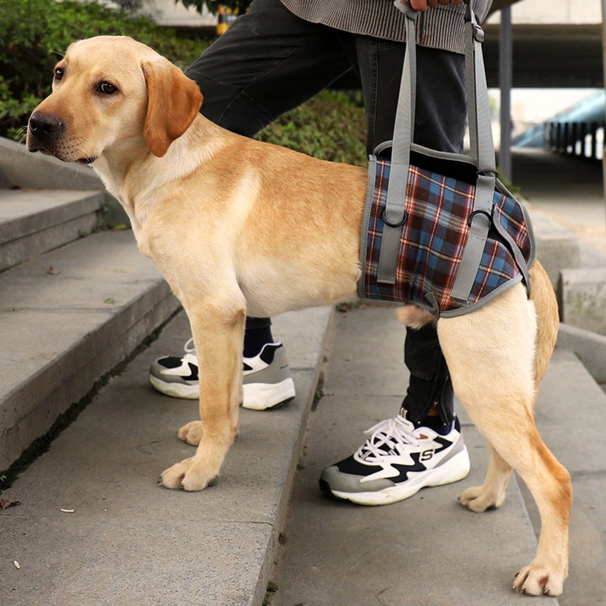 Rear-Support Mobility Harness for Senior Dogs for senior dogs - Dog Mobility by Sturdy Pup